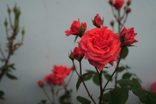 Семена китайской розы нередко заказывают с сайта «Алиэкспресс»