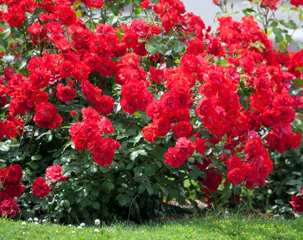 Розы нужно регулярно поливать и защищать от вредителей