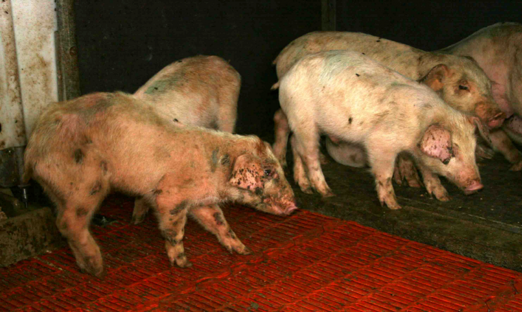 Внешний вид свиней с болезнью Ауески