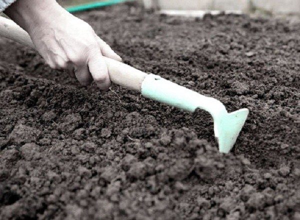 Дождитесь мая или начала июня, чтобы почва была прогретой
