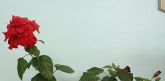 Китайская роза: уход в домашних условиях