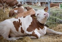 Листериоз у животных