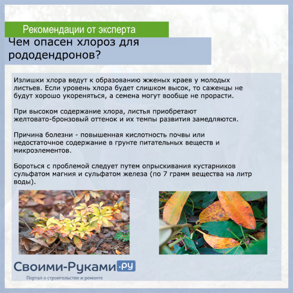 Рододендроны: выращивание и уход за разными сортами