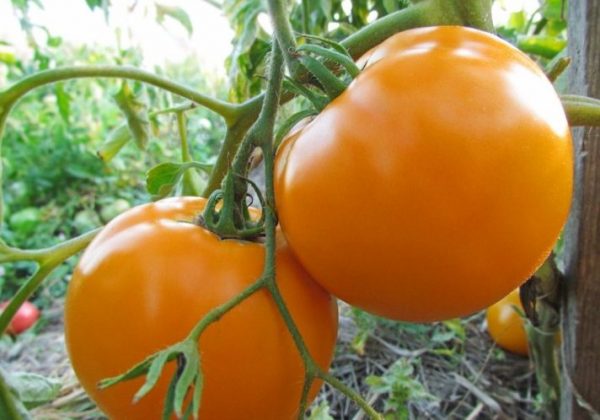 Эти томаты выращивают для поставки в крупные продуктовые сетки магазинов, потому что они долго хранятся и отлично сохраняются при перевозке