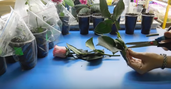 Как вырастить розу из черенка из букета