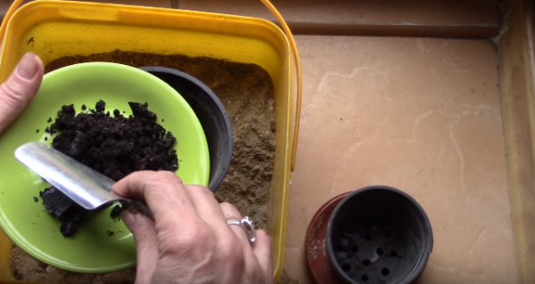 Выращивание имбиря в домашних условиях: правила посадки и ухода