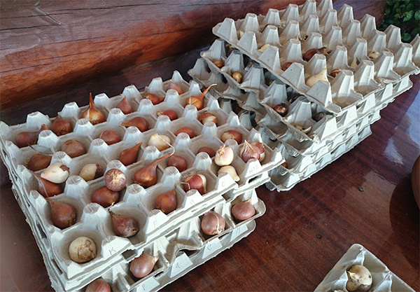 Хранение луковиц в яичных лотках до следующей посадки