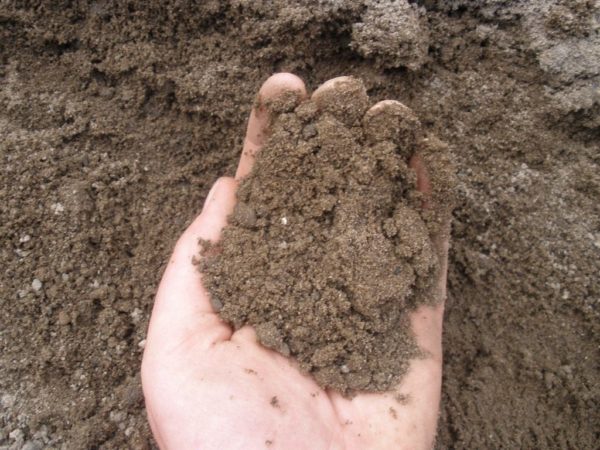 Для выращивания пенстемонов подходит супесчаная почва.