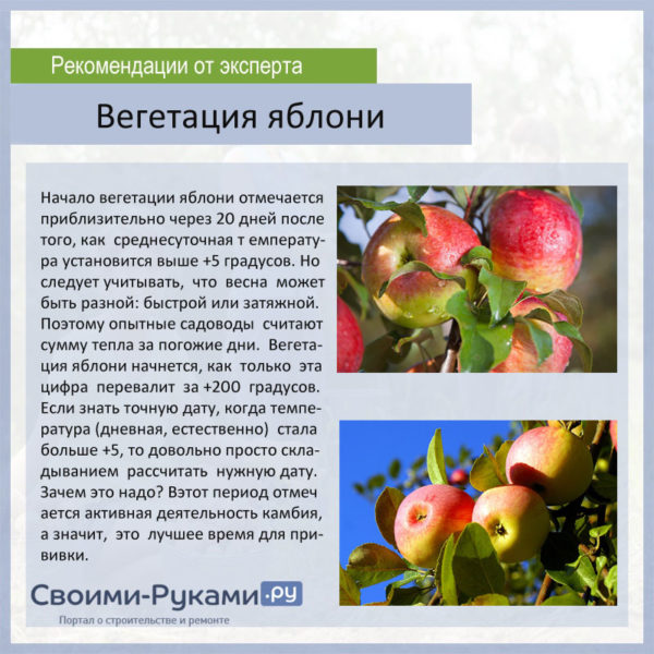 Вегетация яблони: нюансы