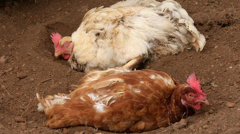 Курицы, пострадавшие от куриных блох