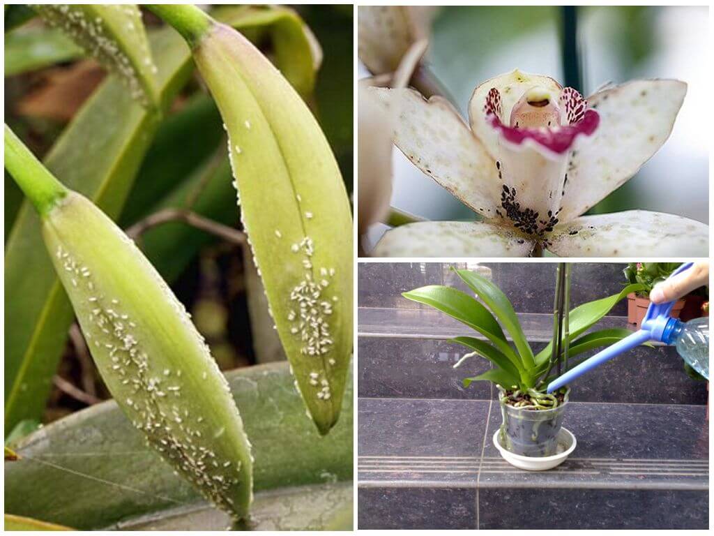 Орхидея, пораженная паразитами