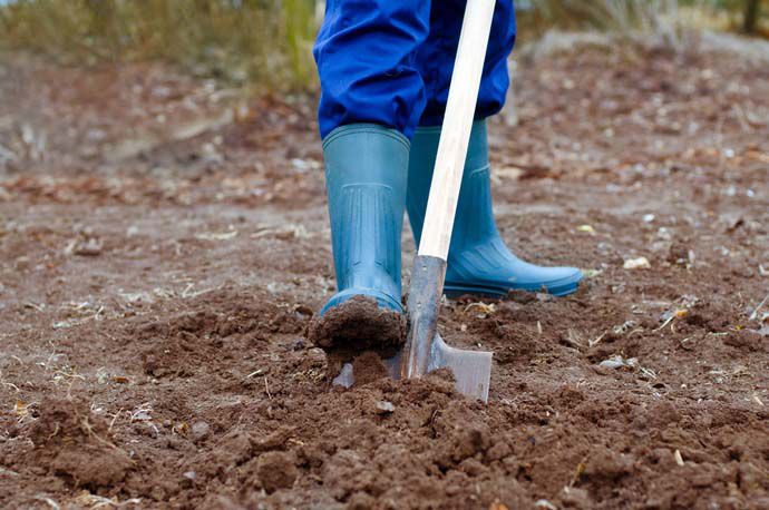 Перекапывание почвы - обязательная процедура перед посадкой