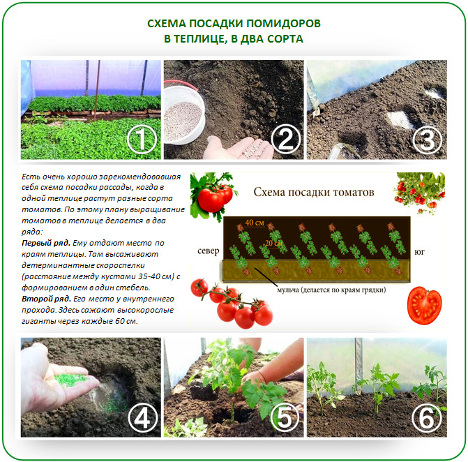 Схема посадки томатов в два сорта