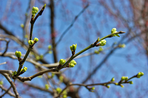 Обычно активная фаза для растений – это весна. Обусловлен этот факт увеличением светового дня и повышением температуры воздуха