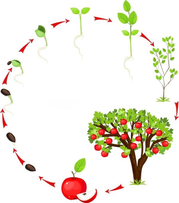 В период вегетации дерево проходит все те же стадии, что и однолетние или многолетние культуры