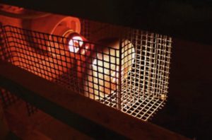 Обогрев курятника зимой: несколько способов создания тепла для кур