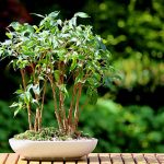 Ficus-benjamina-12