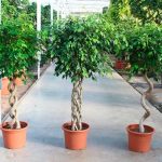 Ficus-benjamina-13