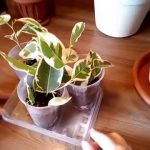 Ficus-benjamina-14