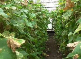 Паутинный клещ на огурцах