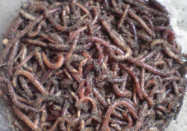 Вермикомпостирование подразумевает использование в качестве помощников в переработке червей