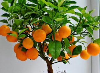 Мандарины в горшке