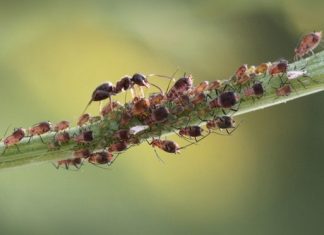 Как избавиться от муравьев в огороде?