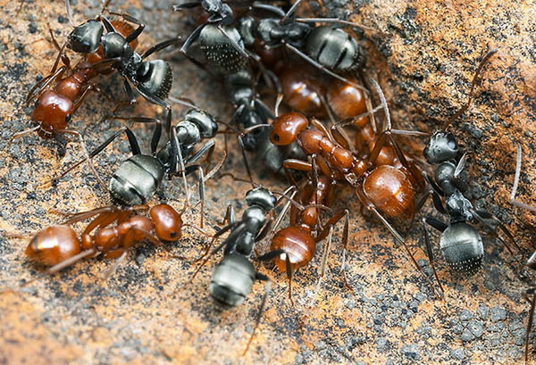 Скорее всего, муравьи вскоре вновь вернутся на свое место и восстановят свой дом