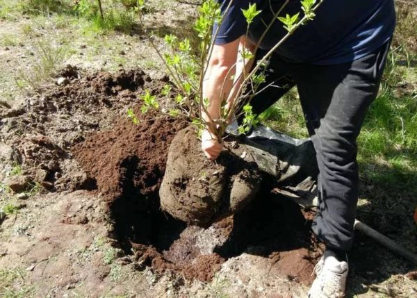 Для растения выкапывают просторную посадочную яму