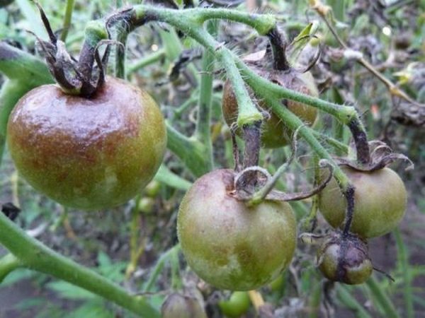 Поразиться фитофторой могут любые сорта помидоров