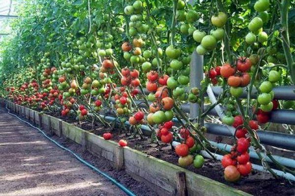 Лучше высаживать помидоры в тех местах, где можно контролировать влажность