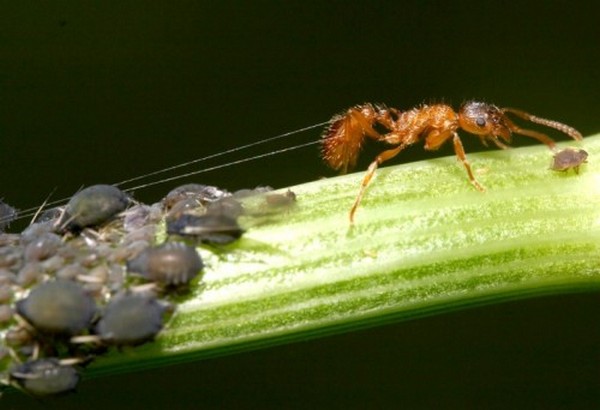 Где есть муравьи, обязательно появится тля