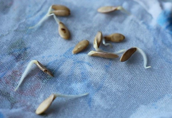 Высадка в почву пророщенных семян сокращает срок выращивания огурцов на несколько дней