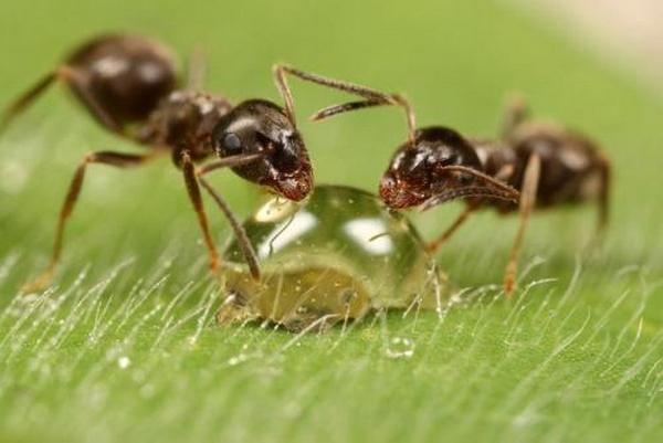 Некоторые считают, что муравьи даже полезны для огорода