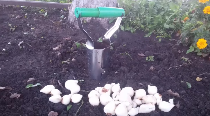 Выкапывать луковицы будет удобнее, если предварительно отметить места роста цветов