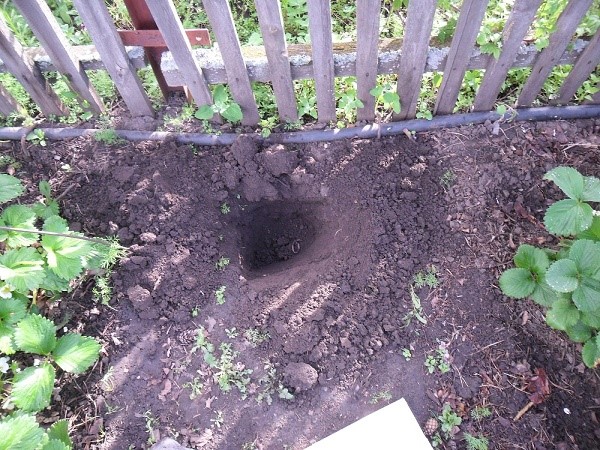 Для начала под посадку капусты нужно выкопать несколько ямок (по количеству саженцев)