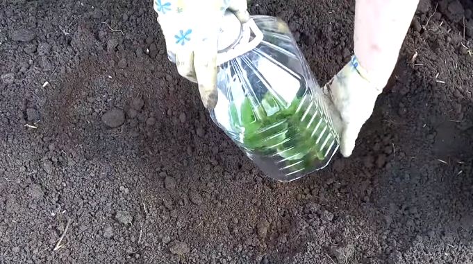 Пока растение не окрепнет, его можно накрыть пластиковой бутылкой