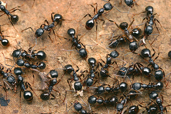 Благодаря муравьям землю не придется рыхлить