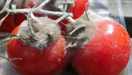 Гнилые томаты не годятся для сбора семян на рассаду