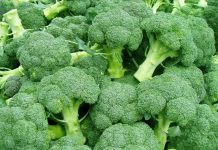 Капуста брокколи — выращивание из семян