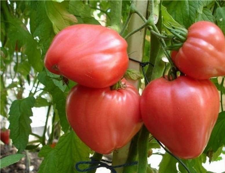 Как сделать семена томатов из своих помидоров