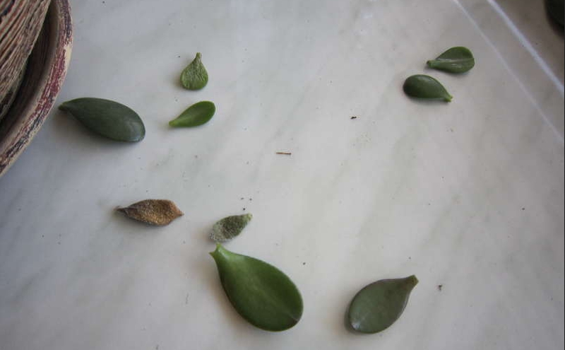 Опадение листьев толстянки