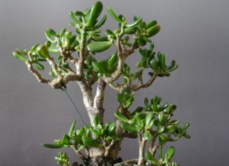 Почему опадают листья у денежного дерева?