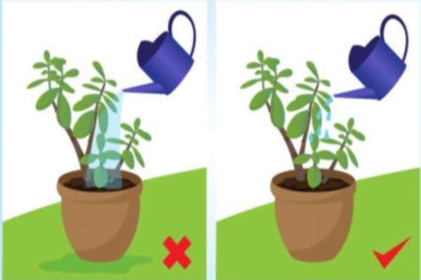 Растения нужно поливать умеренно