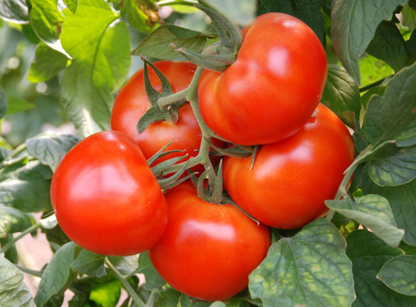 Собирать семена можно только с сортовых томатов