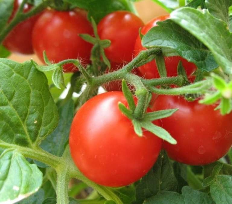 Как сделать семена томатов из своих помидоров