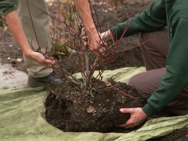 Извлекать кустарник из земли нужно как можно осторожнее, чтобы не повредить корни
