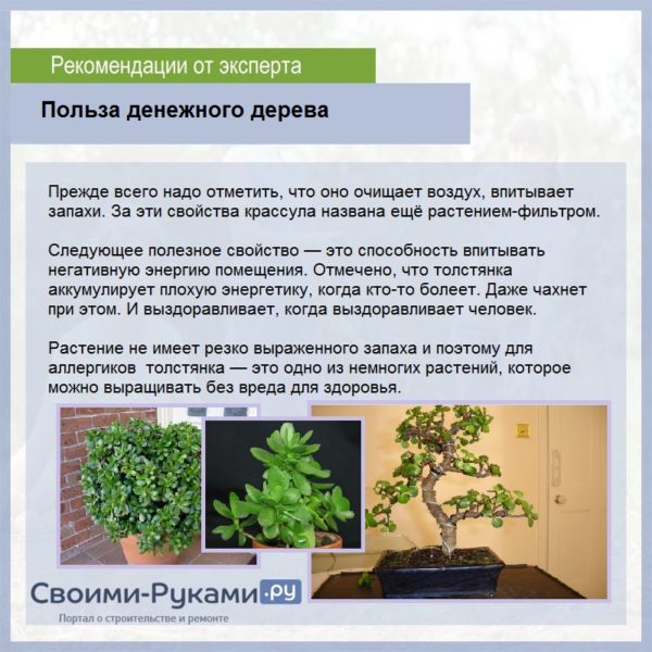 Как посадить денежное дерево?