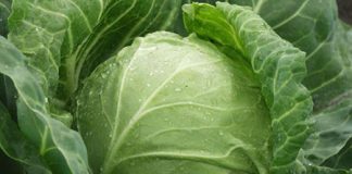 Хранение капусты на зиму — белокочанная, брокколи, кольраби