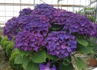 Как размножить гортензию? Основные правила